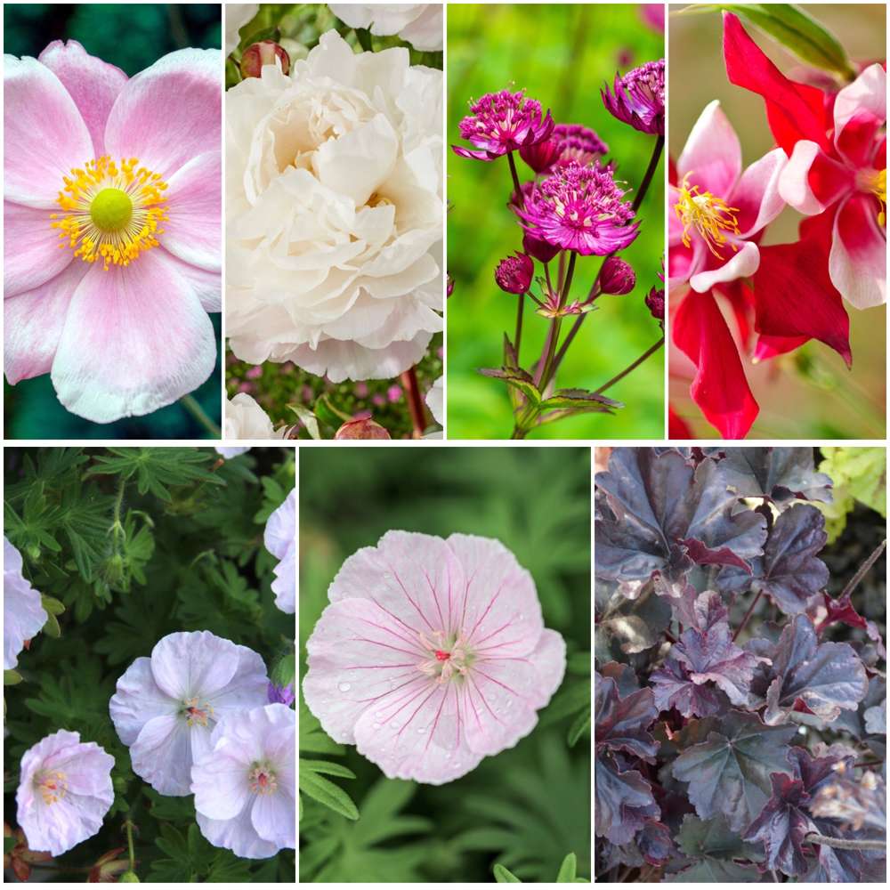 Staudepakke 'Cottage Romance'